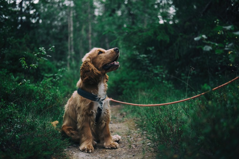 酷迪寵物用品|出門必帶牽引繩！狂犬病知識(shí)掃盲區(qū)