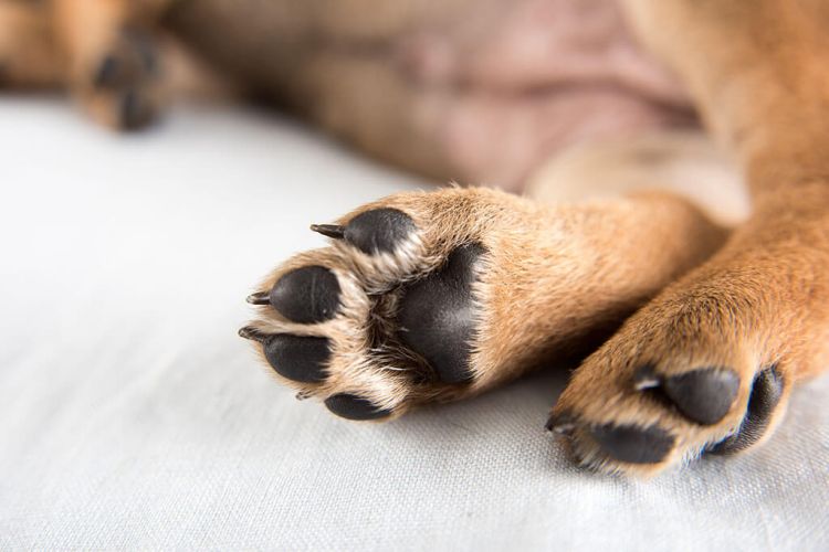 dog’s paws.jpg