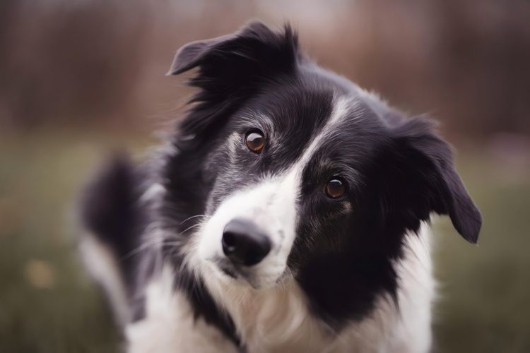 Border-Collie(1).jpg