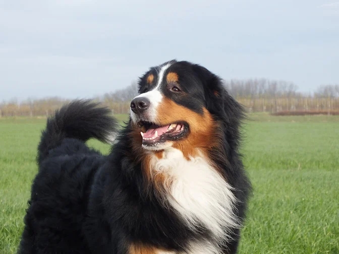 Berner Sennenhund