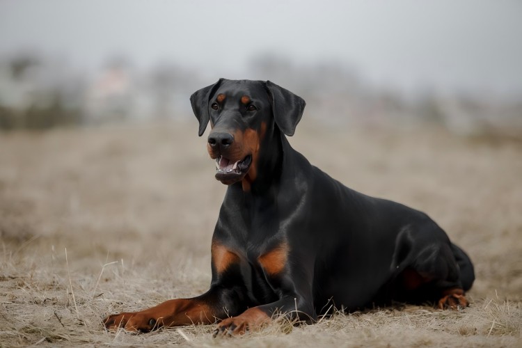 doberman