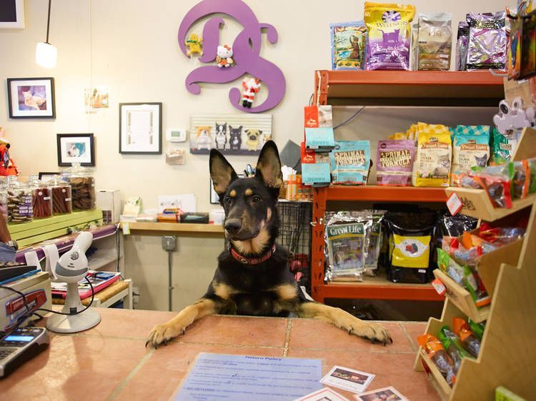 dog store.jpg